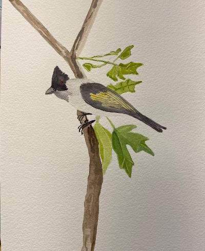 Bird Study