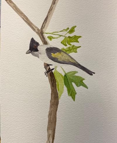 Bird Study