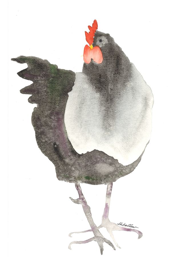 Black Rooster