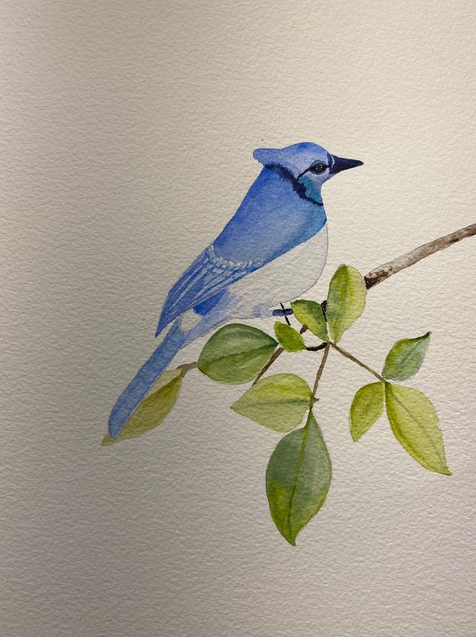 Bluebird