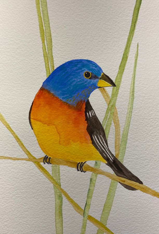 Bunting II