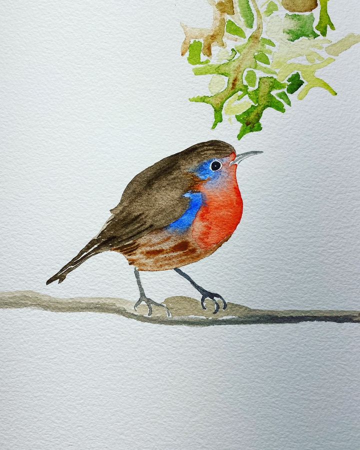 European Robin
