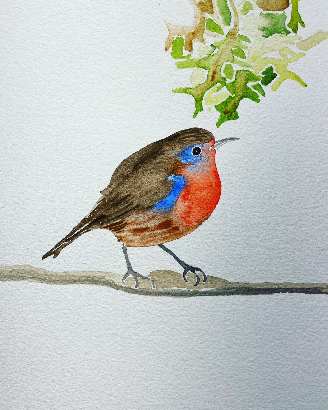 European Robin