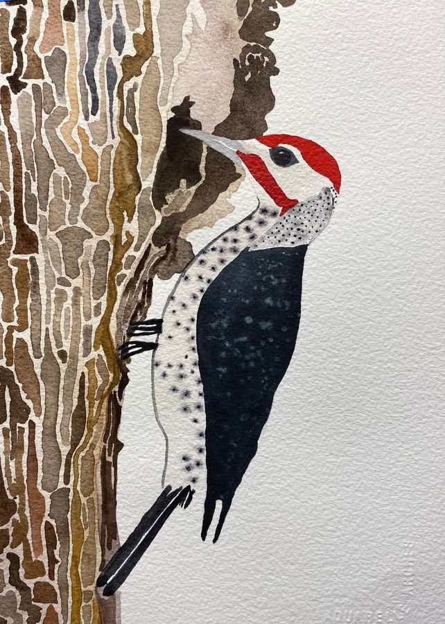 Hummingbird