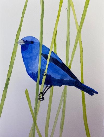 Indigo Bunting