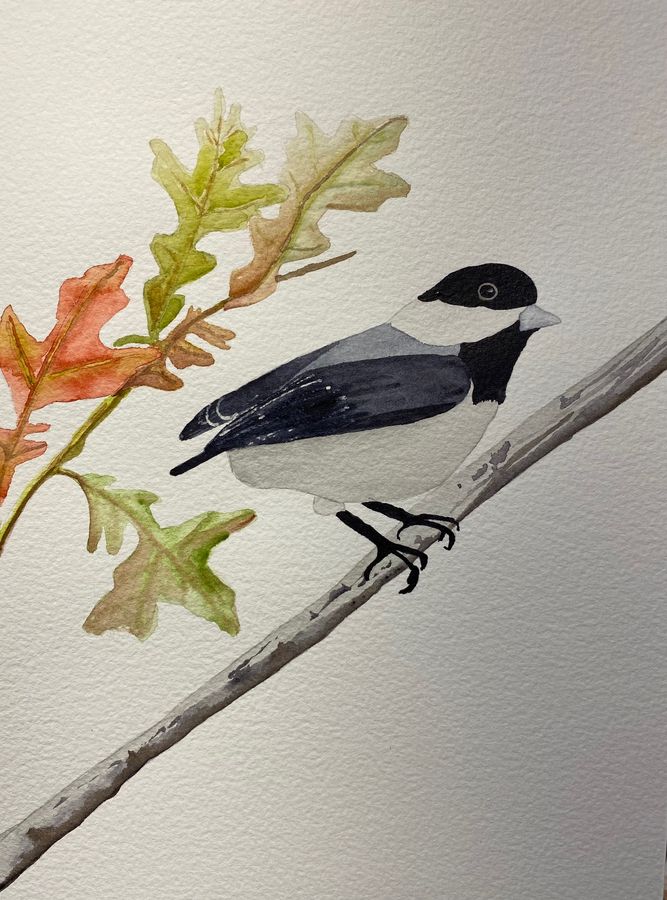 Little Bird, Black and White