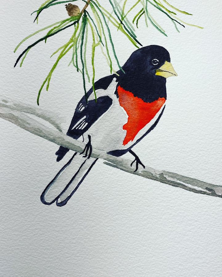 Red, Black and White Bird