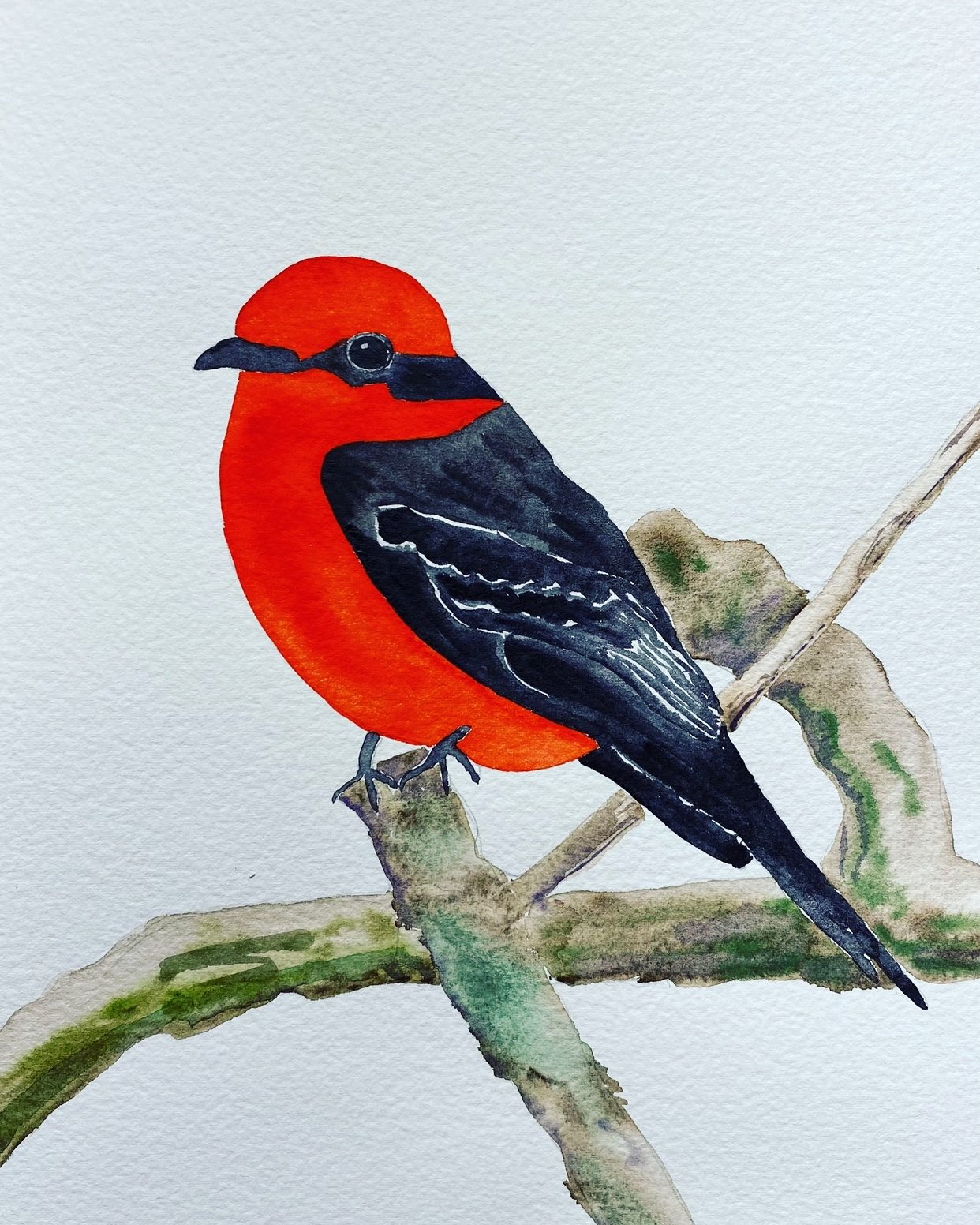 Redbird