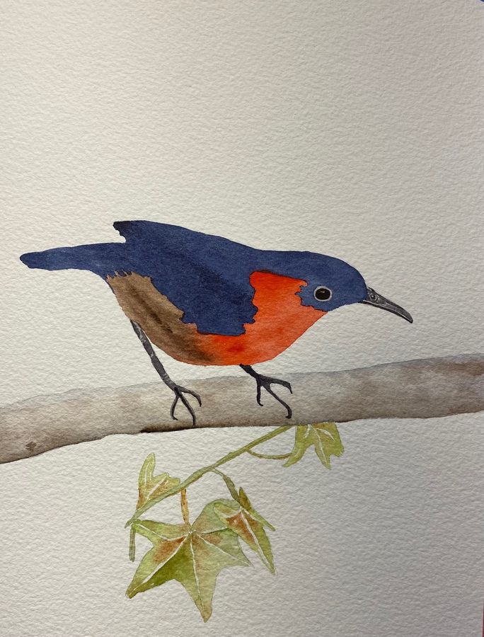 Robin