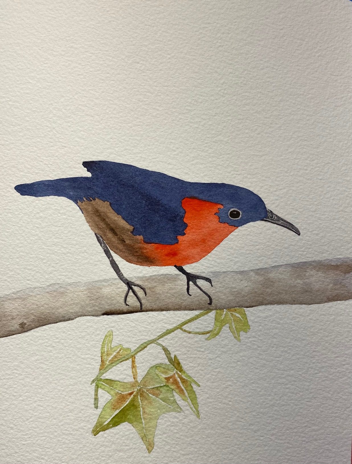 Robin
