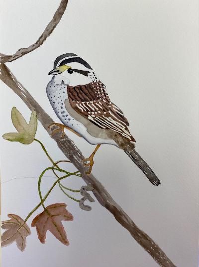 White-Throated Chickadee