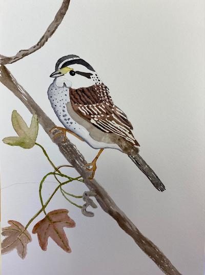White-Throated Chickadee