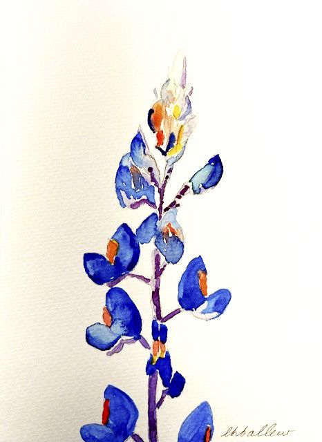 Bluebonnet