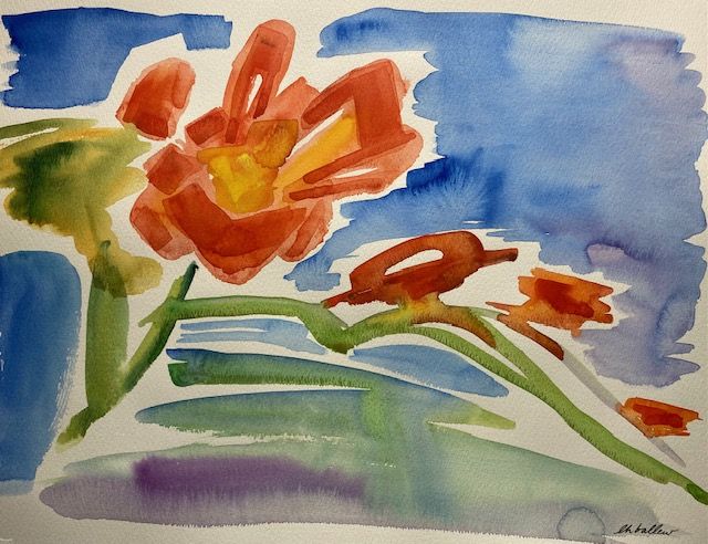 Canna Lily