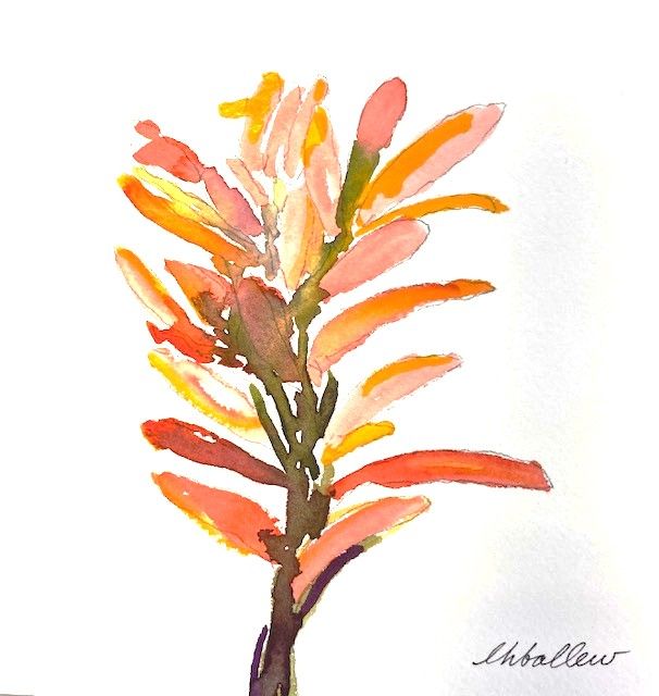 Indian Paintbrush