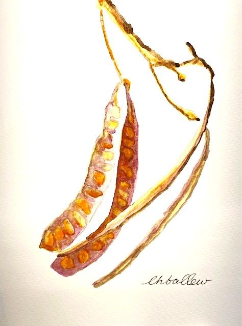 Locust Pods