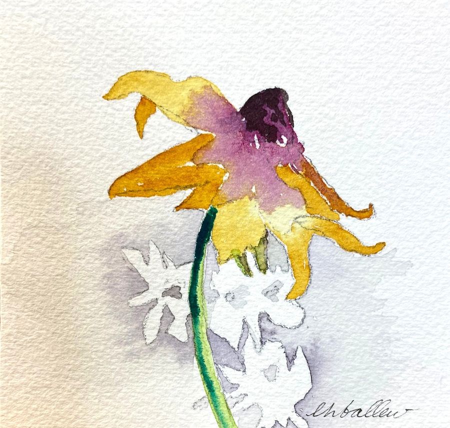Purple Coneflower